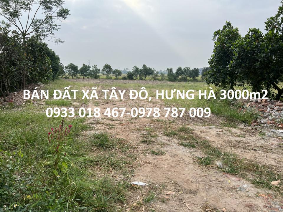 Bán đất xã tây đô, hưng hà, thái bình trục huyện 3000m2-0933018467-0978787009-4